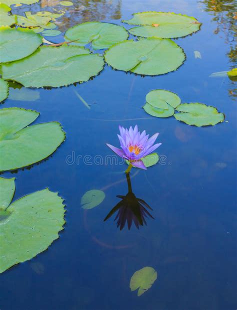 Blue Lotus Stock Image Image Of Park Nature Natural 89859341