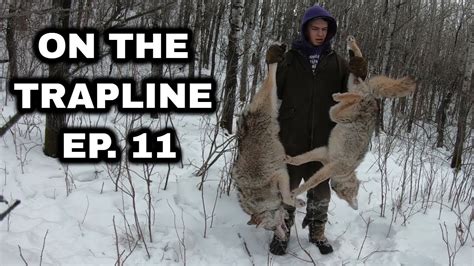 Д хокинс от отчаяния к просветлению. On the Trapline Ep. 11 - Late Season Coyote Snaring - YouTube