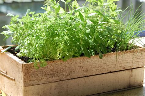 10 Herbs You Can Grow In Containers Herbs And Gardens