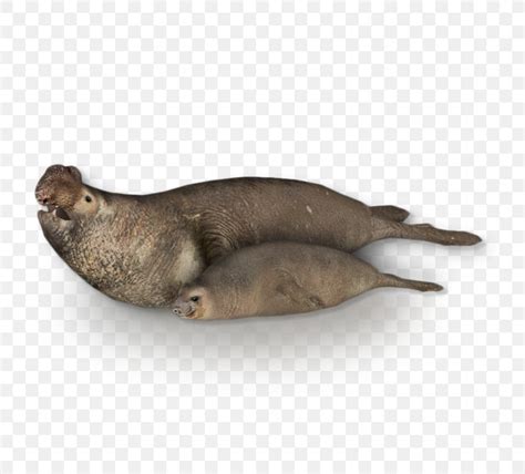 Zoo Tycoon 2 Sea Lion Southern Elephant Seal Northern Elephant Seal