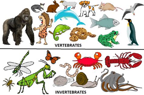 Differences Between Invertebrates And Vertebrates