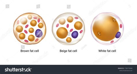 303 White Adipocyte Images Stock Photos And Vectors Shutterstock