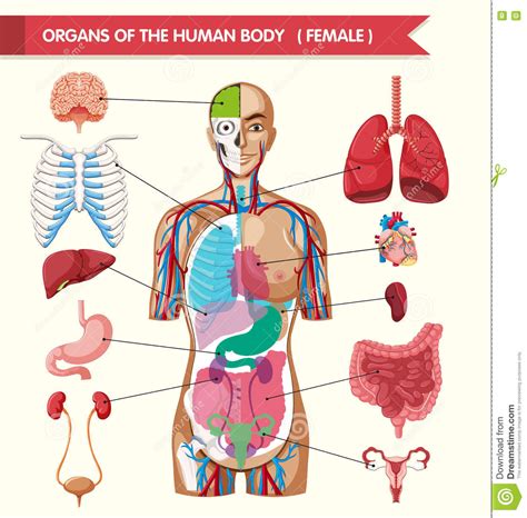Organs Of The Human Body Diagram Stock Vector Illustration Of Drawing