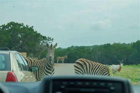 Review of the San Antonio Texas Wildlife Safari