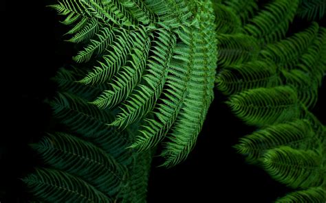 Download Wallpaper 3840x2400 Fern Leaves Green Tropical Exotic 4k