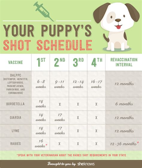 Keep your puppy healthy with this vaccination schedule (INFOGRAPHIC) ? SheKnows