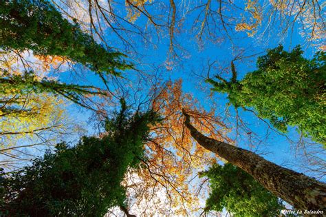 Online Crop Green Leafed Tree Sky Nature Trees Worms Eye View Hd
