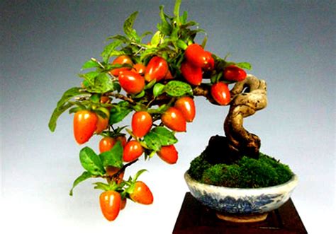 A Guide To Growing Bonsai Fruit Trees