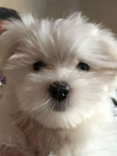 Introducing Miss Penny Lane Shes The Cutest Maltese Puppy Dog Ever