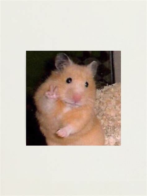 Peace Sign Hamster Photographic Print By Ddorsch Redbubble