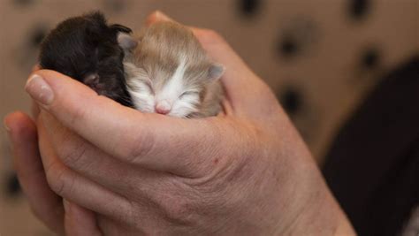 Mudah 10 Cara Merawat Bayi Kucing Bagi Pemula