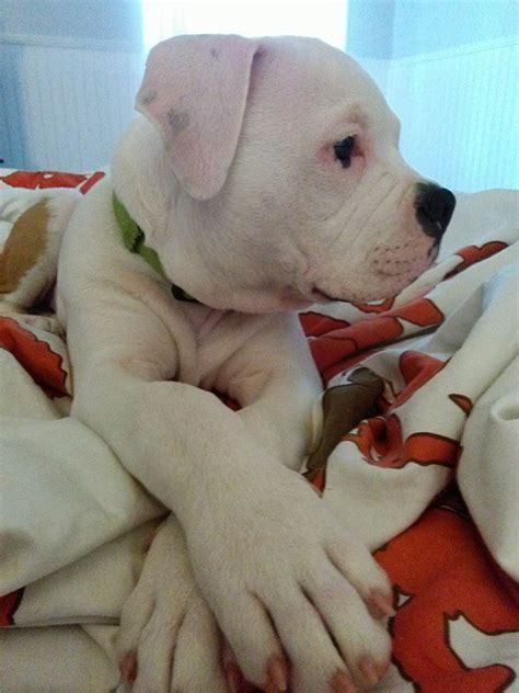 The shelter is being selective about prospective owners. American Bulldog Rescue - 501C3 Not-for-Profit Dog Rescue ...