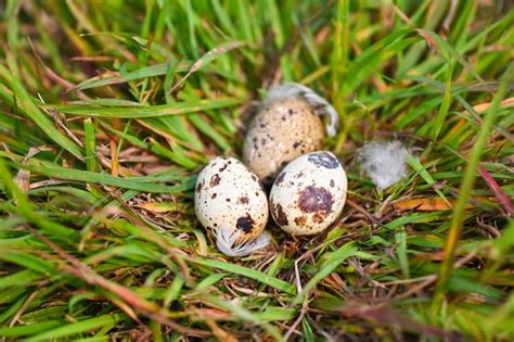Premium Photo Bird Nest On Grass Field With Three Eggs Inside Bird
