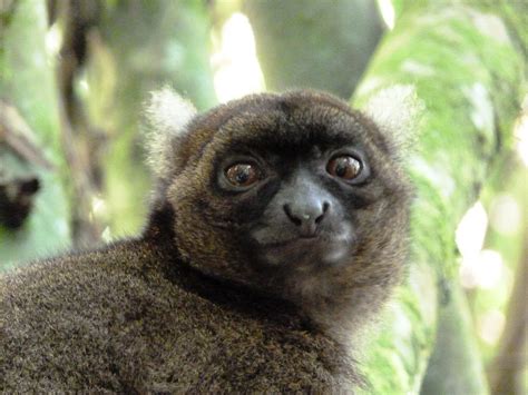 Greater Bamboo Lemur Taken At Ranomafana By Our Travellers Sarah And