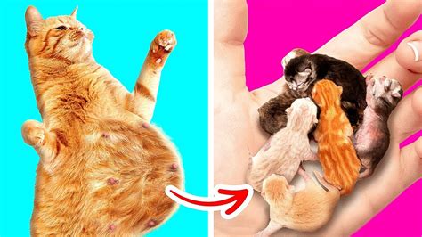 Cat Is Pregnant Amazing Pet Hacks And Cool Ideas For Diy Pet Gadgets