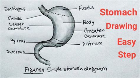 How To Draw Stomach Easy Step Draw And Label Human Stomach Youtube