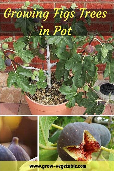 Growing Fig Trees In Pot Growing Fig Trees Growing Vegetables