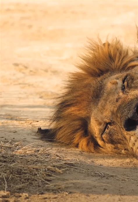 寝ているライオンのそばで意外な光景が！なんと、トカゲがライオンのたてがみの後ろでジャンプ！！いったいなぜ？？【海外・動画】