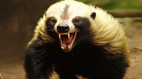 Honey Badgers Africas Ferocious Small Predator Youtube