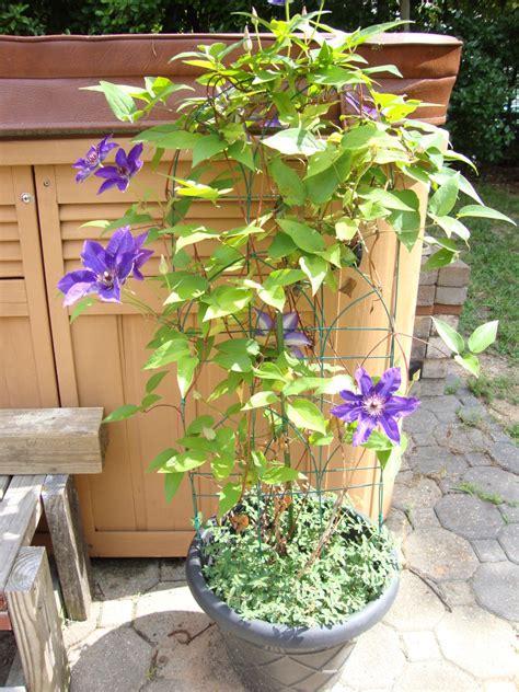 Clematis Plants And How To Grow Them Successfully Dengarden