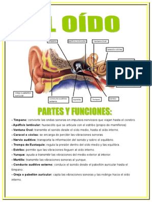 La membrana timpánica (también llamada tímpano). Sistema Auditivo El Oido Y Sus Partes Para Niños De ...