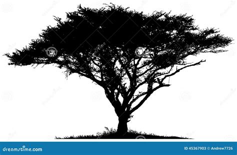 Silhouette Of The Tree African Savannah Stock Illustration