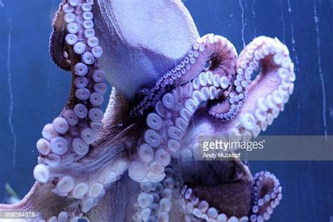 Purple Octopus Photos And Premium High Res Pictures Getty Images