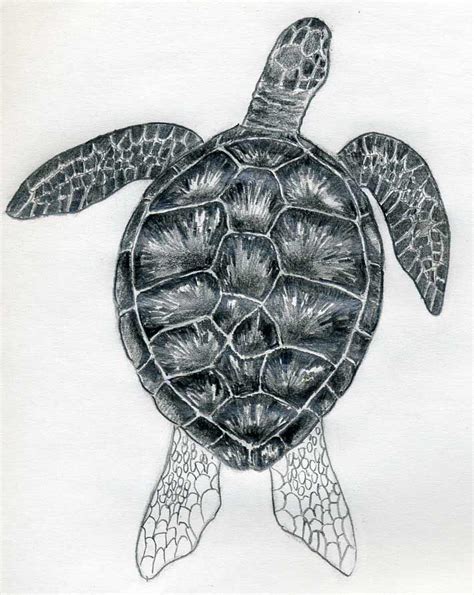 Easy Drawing Of Turtles Bornmodernbaby