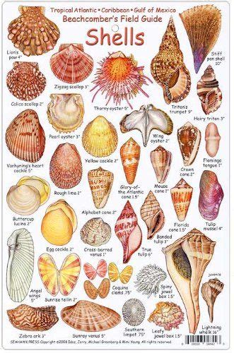 Fishcardscom Shell Id Card Beachcombers Field Guide Tropical Atlantic