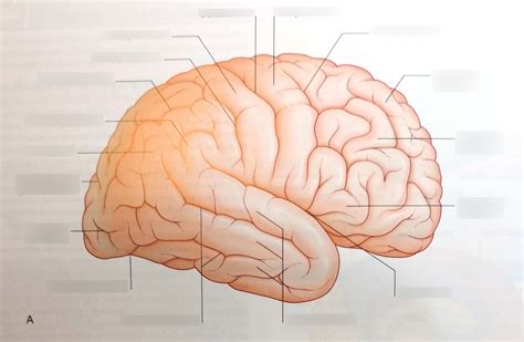 Diagrama de Visión lateral del hemisferio cerebral derecho con los