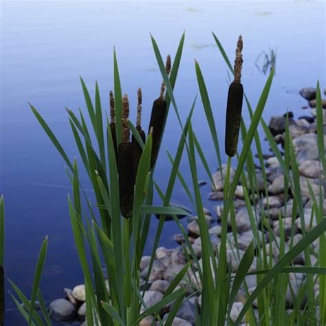 4 ways to use the incredible cattail for survival homestead and survival