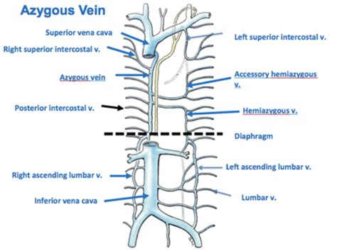 Azygos Vein Anatomy Pinterest