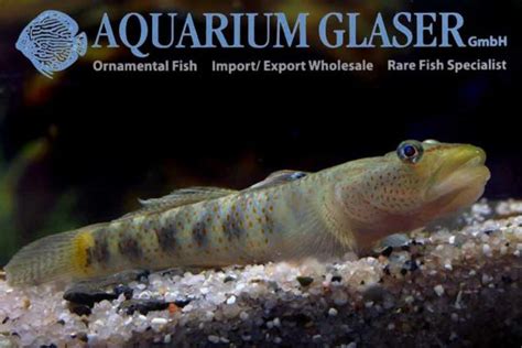 Fish Archives Page 98 Of 264 Aquarium Glaser Gmbh