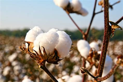 Iran To Increase Land Under Cotton Cultivation Financial Tribune