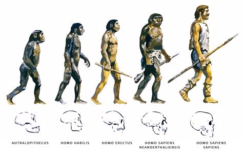 Ilustraci N Con La Evoluci N Del Hombre Cristina