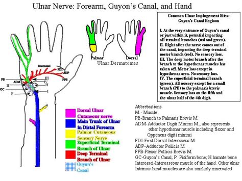 1 because nerve trauma is the most common form. Ulnar Neuropathy: guyon's canal vs cubital tunnel | Ulnar ...