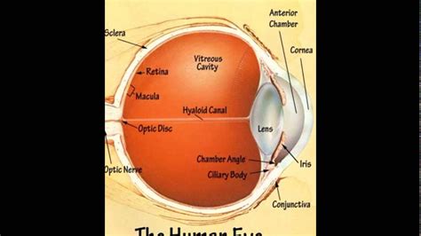 How The Human Eye Functions Youtube