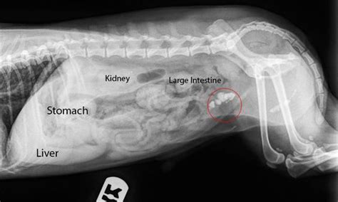 How To Read A Radiograph X Raylong Beach Animal Hospital Long Beach