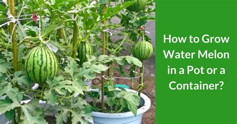 How To Plant Watermelon In Small Space
