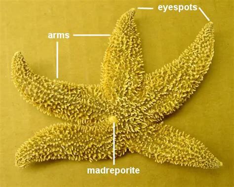 Starfish Dissection Biology Junction