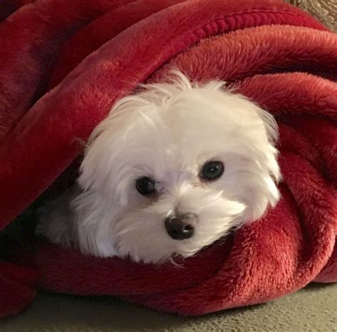 My Dearest Louis So Comfy In His Blanket Teacup Puppies Maltese