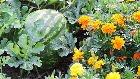 Plants grow close enough together to crowd out competing weeds so you spend less time weeding. 12 Best Herbs and Flowers for Companion Planting With ...