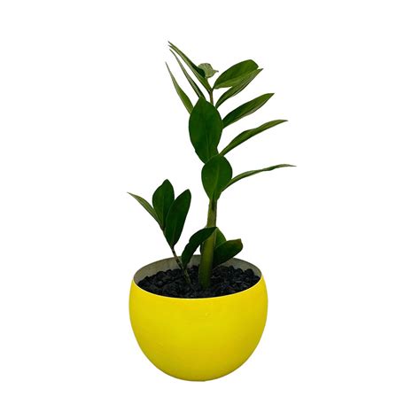 5 Inches Meta pot as per design and color with zamia Plant – Plants and