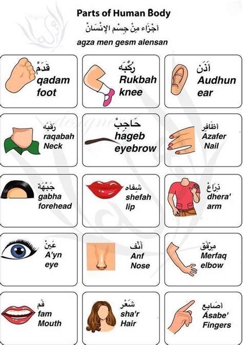 Kids body parts vocabulary picture flashcards. learning Arabic vocabulary Arabic Vocabulary - Al-Azhar ...