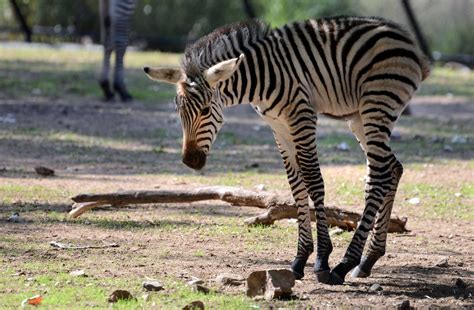 The Como Zoos Newest Resident A Baby Zebra Born Over The Weekend