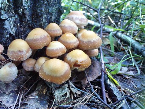 Non Edible Mushrooms Flickr Photo Sharing