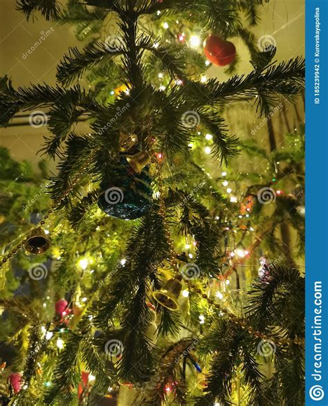 Between The Branches Of The Christmas Tree Stock Photo Image Of Berry