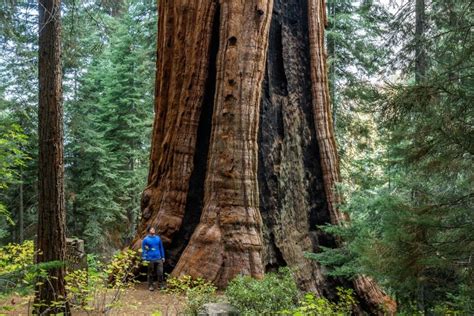 Protecting The Giants Of Giant Sequoia National Monument The