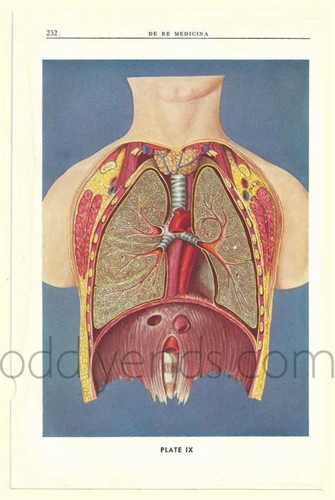 1930s Human Lungs Dissection Original Medical Scientific Etsy