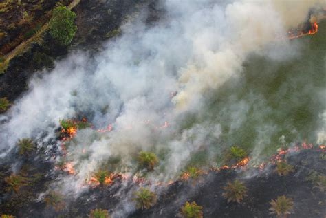 Kebakaran Hutan Berulang Di Indonesia Dipengaruhi Ketegangan Politik Di